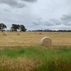 Pasture hay 500 5 x 4 Rounds