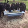 9 Angus Steers For Sale