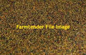 10 m/t Shaftal Clover Seed