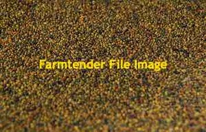 10 m/t Shaftal Clover Seed