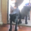 WORKING KELPIE PUPS