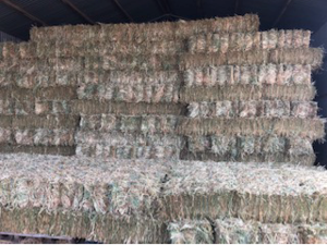 Oaten Hay Small Bales x 2,000 & Shedded