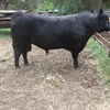 17 Angus Cows with calves at foot 
