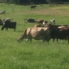 Mixed age Dairy Cows