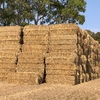 200mt Rye Grass Hay 600-650kg 8x4x3 Bales