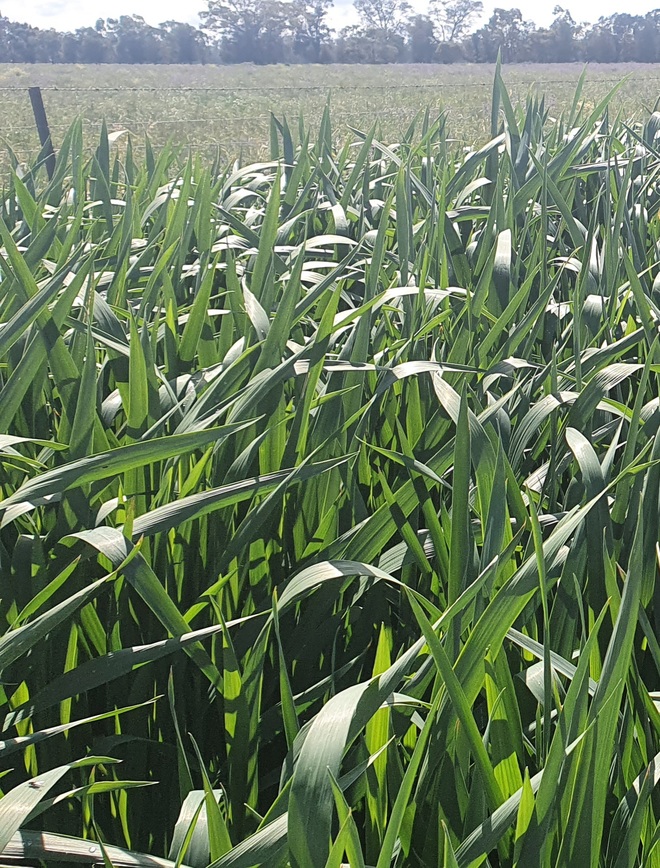 200mt Oaten Hay 8x4x3 Bales