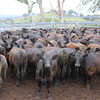 125 Angus Heifers Via AuctionsPlus Friday 13th of November