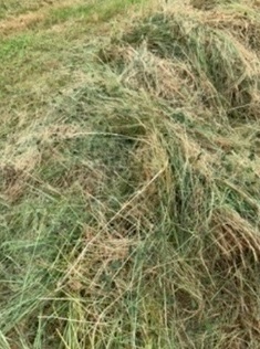 Pasture hay 500 5 x 4 Rounds