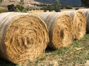 42x Pasture Hay rolls 5x4