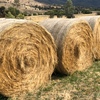 42x Pasture Hay rolls 5x4
