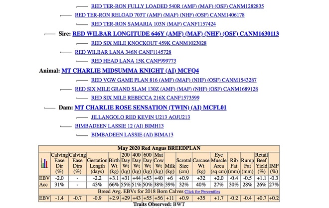 Red Angus Registered Stud Bulls