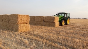 500 x Barley Straw 8x4x3 Bales