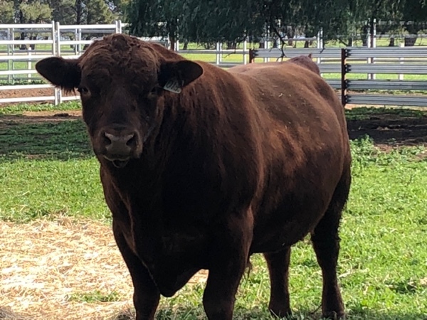 2.5 yr old Red Angus Bull for sale