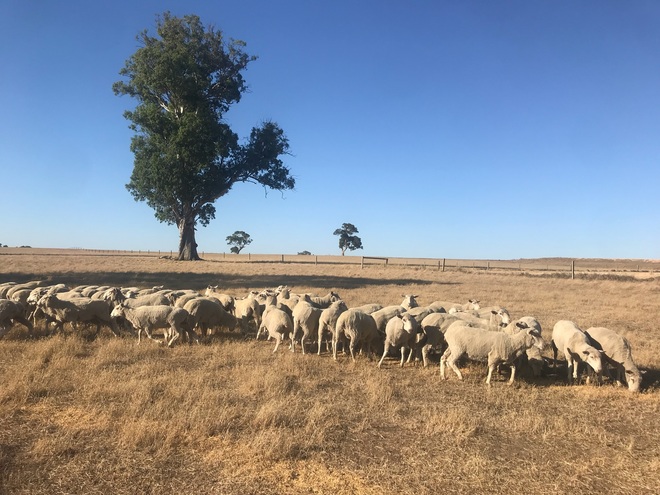 600 First X Ewes September 2017 Drop