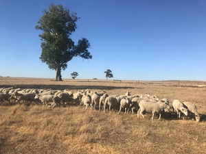 600 First X Ewes September 2017 Drop