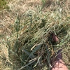 5x4 rye grass rolls