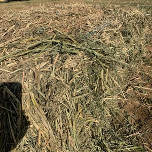 Sorghum Haylage For Sale in Square bales 