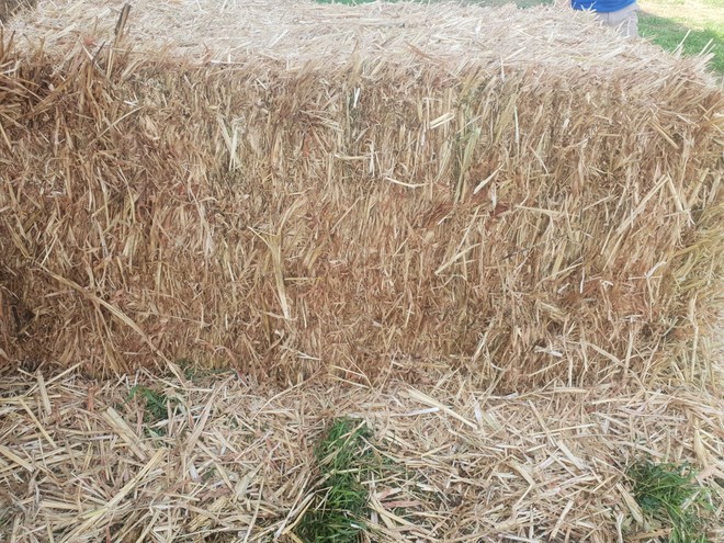 Sorghum Hay 