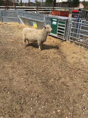 Southdown Ram