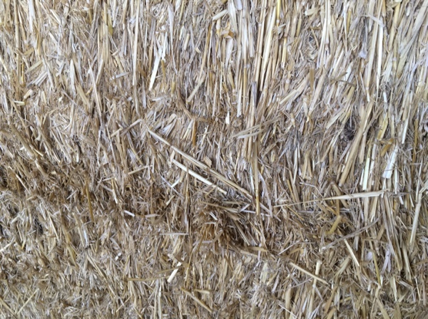 Wheaten straw (windrowed)