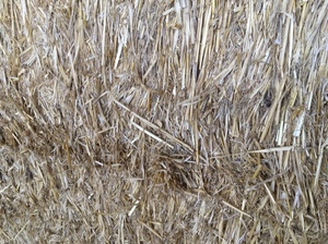 Wheaten straw (windrowed)