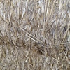 Wheaten straw (windrowed)