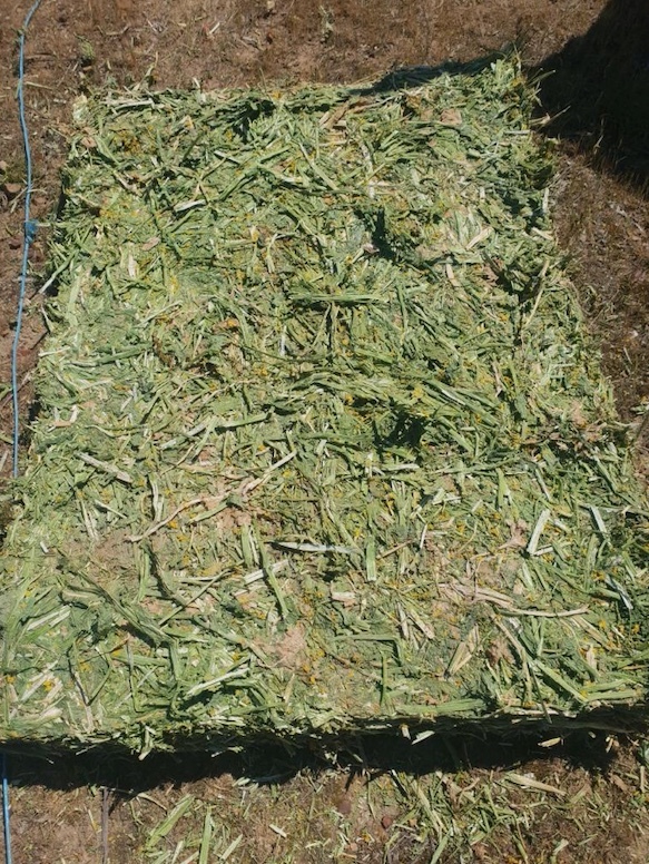 300mt Canola Hay 680kg 8x4x3 Bales