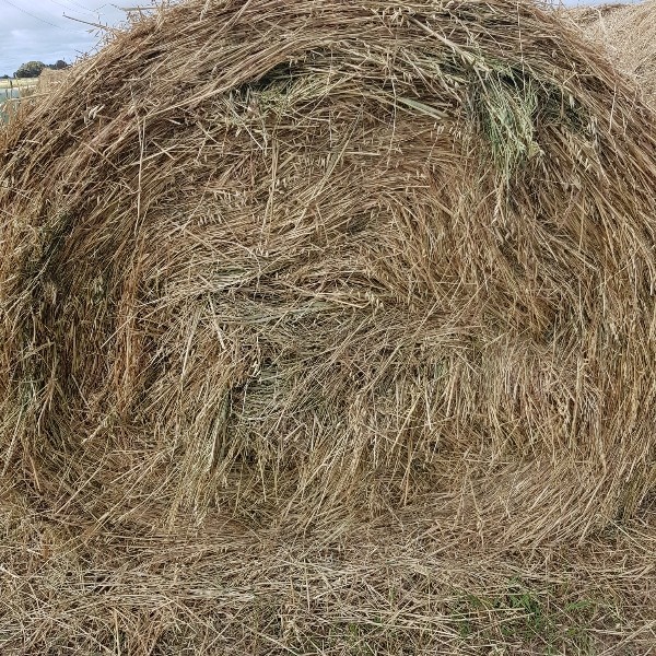 Lucerne/Winteroo Oaten Hay