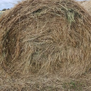 Lucerne/Winteroo Oaten Hay