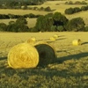 150 x Ryegrass Hay Rolls