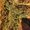 Vetch/Clover Hay For Sale in 8x4x3's Delivered Only!!!
