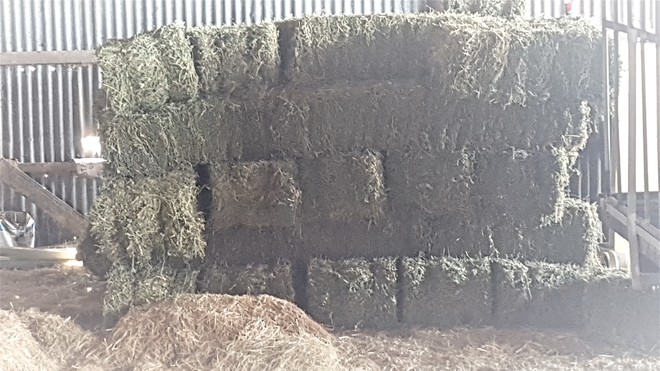 Moby Barley Hay