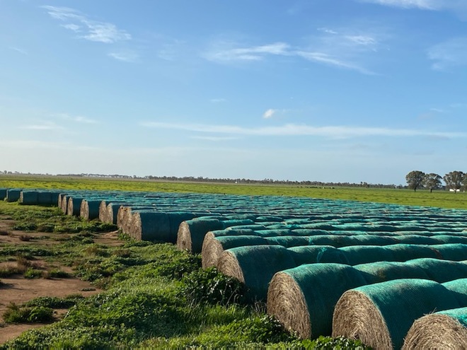 600 x Sub Clover and Rye Grass Rolls