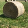 Pasture Rolls Rye / Clover