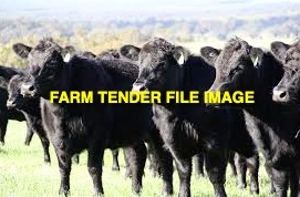 WANTED Beef Steers Heifers 150 to 250 kgs