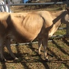 Jersey Heifers, A2, springing very quite. Choice of 2.