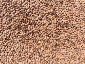 Lentils