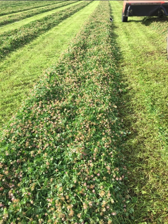 Clover Hay Small Squares in Barron Packs
