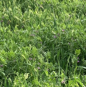 Cereal Vetch Hay 