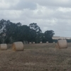 Barley Hay 5x4 Round Bales 