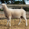 Under Auction - Lot 10 Highlander Ram 191108  (DLE Ram Auction A100 - 10th Sept via Auctionsplus) 