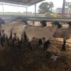 Suffolk Flock Rams
