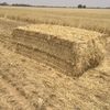 Windrowed Stripper Straw For Sale in 8x4x3's 150/mt Wheaten Approx and barley to come!!