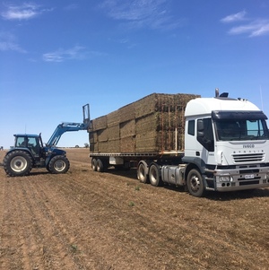 Vetch Hay Northern Wimmera