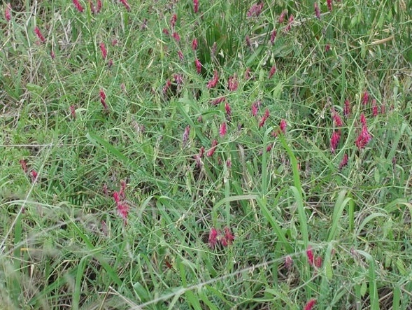 Namoi vetch & common, soft-seeded vetch, for stock feed or hay, from $1.40/kg
