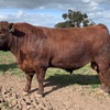 Red Angus Registered Stud Bulls