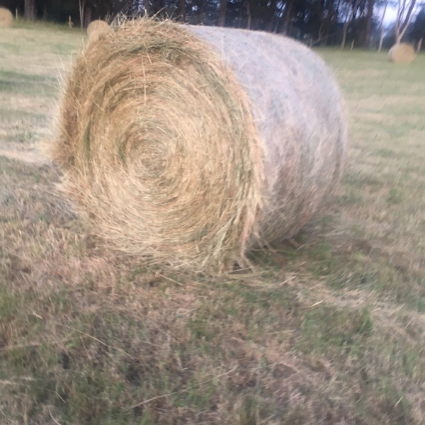 72 x Grass Hay 5x4 Rolls