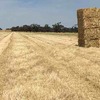 200 m/t of New Season Oaten Hay 8x4x3 640 Kg's Ave