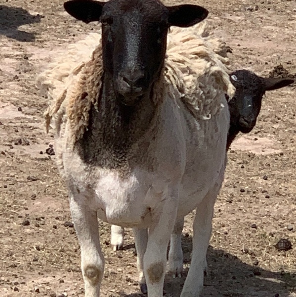 Dorper sheep and rams for sale