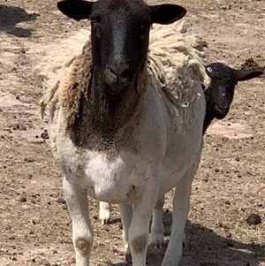 Dorper sheep and rams for sale
